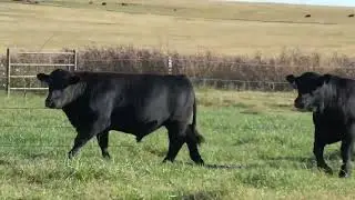 10 Purebred Angus, Simmental - Bulls For Sale
