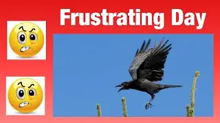 Crow Shooting Over Decoys, HITS, MISSES and WTF's 005 #shooting​ #pestcontrol