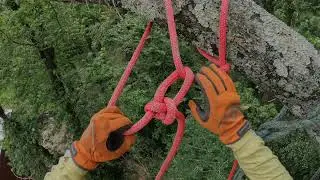 Water oak removals using zip line and porta wrap.