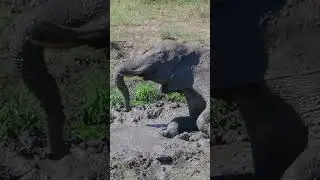 #elephant taking a Mud Bath in #krugernationalpark @pksafaris  #wildlife  #krugerparksafari