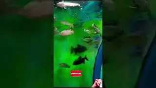 Vellore Exhibition 2022.Under water tunnel. fish aquarium.show entrance #shorts marine worlds
