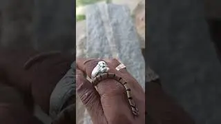 baby common kukri in mysore