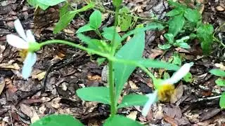 Floral City, FL - Music = &ldquo;Eclipse&rdquo; by Beacon Trees.