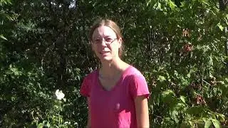 What Is The Difference Between An Own Root Rose And A Grafted Rose