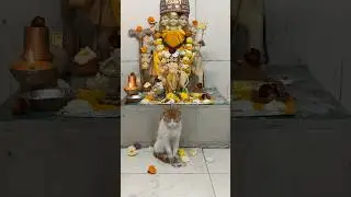 ❤️🫶&hellip; #goddess #viral #trending #ytshorts #ytshortsindia #ytshort #peace #peaceful #catlovers #yt