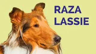 10 Cosas Sobre la Raza PASTOR COLLIE DE PELO LARGO (Rough Collie)