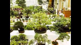 BONSAI FOR SALE (with the price tags) at the 96th Angyo Flowers and Plants Festival 2023.