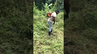 Satisfying Lawn Cleaning | Brush Cutter Full Trim