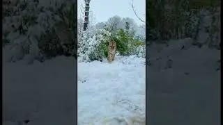 A surprise in the snow! ❄️🐯🥰 #tigers #snow #winter #animals #wildlife #paradisewildlifepark