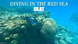 Diving in the Red Sea Eilat, Israel 2023