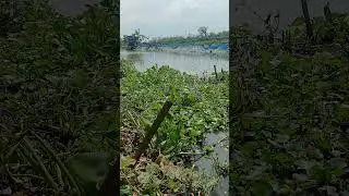 HASIL SEMENTARA SUDAH SEGINI #fishing #mancing #ikan #fish #video #viral #fyp #world #lamongan #art