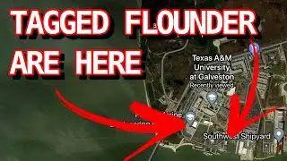 Tagging FLOUNDER for RESEARCH | Texas A&M Galveston | IF A TAGGED FISH IS CAUGHT CALL THE # ON TAG