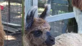 The Llama Farm
