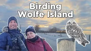 Birding Wolfe Island