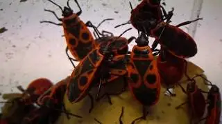 Under Microscope: How are Firebug, Pyrrhocoris apterus, Laying Eggs in a Petri Dish?