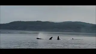 Last kayak of our trip to Orca Camp with Wildcoast Adventures.