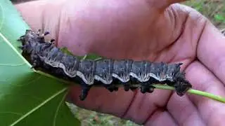 FATTIES: Caterpillars - Citheronia azteca