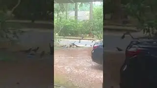 Driveway Crows Fly in Slow Motion