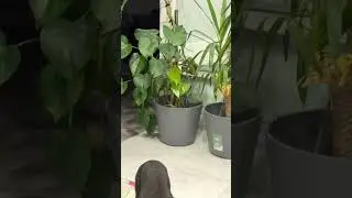 &ldquo;Socializing a Future Guard Dog&rdquo; 🐾