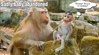 Millions sadness.... baby newborn was mother abandoned,why mother monkey Batter do like that.