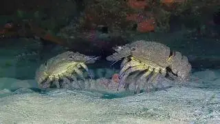 Scuba Diving - Lanzarote - Playa Blanca - May 2019 with Rubicon Diving