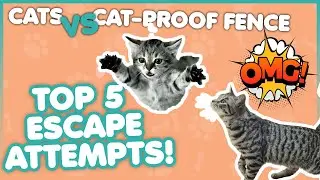 Cats VS Cat-Proof Fence - Oscillot&reg; Top 5 Escape Attempts