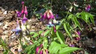 Nature, in my backyard (spring)