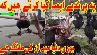 Catching Fish With Modern Birds. Genius Birds