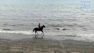 Equestrian Beach Ride and Field Farm Experience at Mumby, Lincolnshire