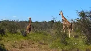 Ol Jogi, Kenya