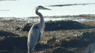 great blue heron / shout out for channel: mark sidebottom
