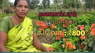Kanagambaram grown | Crossandra grown in tamil | Firecracker grown | kanakambaram sedi valar