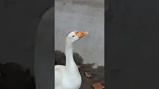 Big Ducks Running Duck 14 | buttg tv |