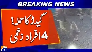 Wildlife Incident in Shakargarh: 4 People Wounded by Jackal | Geo News