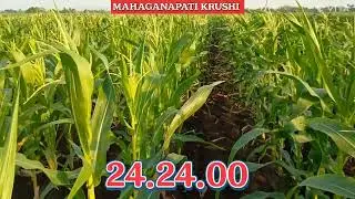 Sweet Corn ಮೆಕ್ಕೆಜೋಳ ಕೃಷಿಯಲ್ಲಿ ಅಗತ್ಯವಾದ ರಸಗೊಬ್ಬರ & ಪ್ರಮುಖ Spray ಯಾವುದು? Fertilizer and spray.