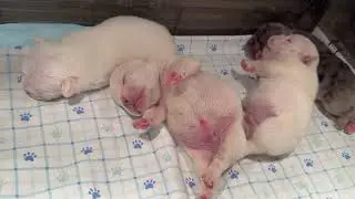 Cuties 🥰 #funny #trending #shorts #viralvideo #shortvideo #short #youtubeshorts #love #pets #fyp