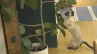 Nala the Thai Cat plays again