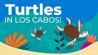 The Miracle of Turtles in Los Cabos! | Nesting Season at Royal Solaris 🐢