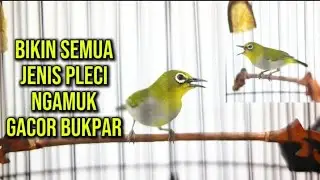 Pleci GACOR🔥Semua jenis pleci pasti langsung nyaut