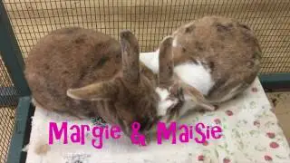 Happy Valentine's Day from the Colorado House Rabbit Society