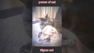 Aura Cat🥶😺🔥...#sigma #sigmamale #sigmarule #aura #aurapower #respectaura #disaster #ytshorts.