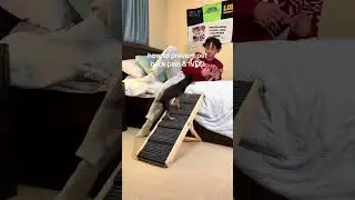 How to stop your pet from developing back pain or IVDD 🐕✅