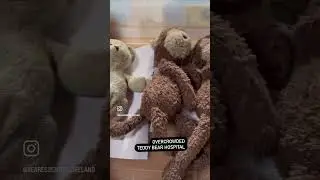 Teddy Bear Hospital Ireland #teddybearhospital #oldteddy #teddyrepair #restoration