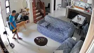 #loveanimals #careforanimals #respectanimals #dog #goldenretriever #parents #cctv #views #trending 