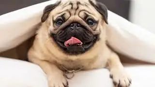 &ldquo;The Silent Pain of a Stray Dog | A Heartbreaking Story That Will Make You Cry&rdquo;