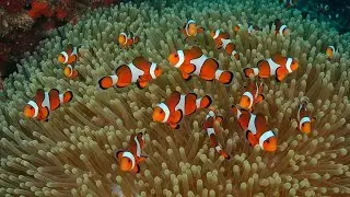Mind Healing Music to Relieve Stress, Peaceful Mind • Meditation Sounds
