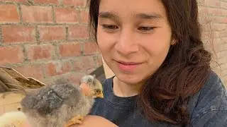 GUARDANDO  LOS POLLITOS 🐣🐤😃🌏🌎🌍🇮🇱🔥