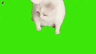 Funny Cat Throwing Up Green Screen Meme| Download Without Watermark