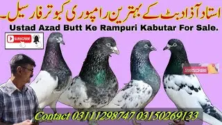 Ustad Azad Butt's Rampuri Kabutar For Sale || Rampuri Kabutar For Sale || PAK PEGIONS VLOG