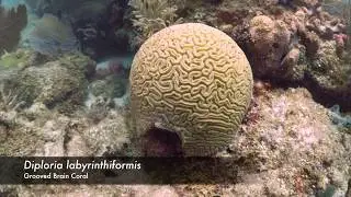 Diploria labyrinthiformis - Grooved Brain Coral
